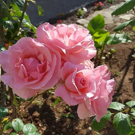 לינה וארוחת בוקר La Closeraie Champagné-les-Marais