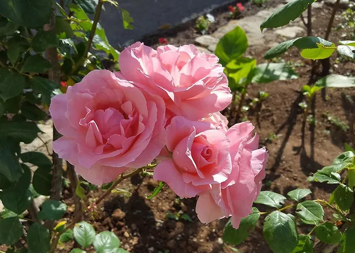 住宿加早餐酒店 克洛泽拉酒店 Champagné-les-Marais