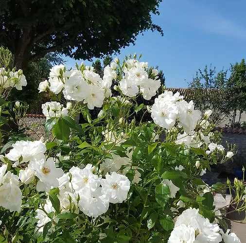 克洛泽拉酒店 住宿加早餐酒店 Champagné-les-Marais